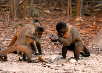 No Piauí, pesquisadores encontram ferramentas feitas por macacos há 3 mil anos